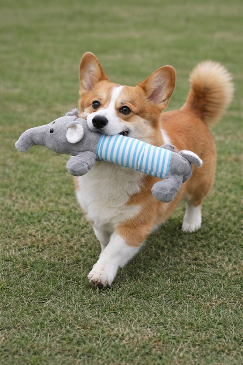 Squeky Dog Toys